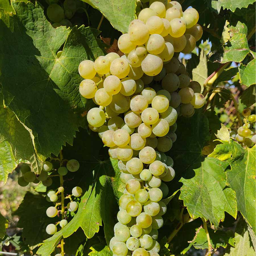 Minijatura galerije 3