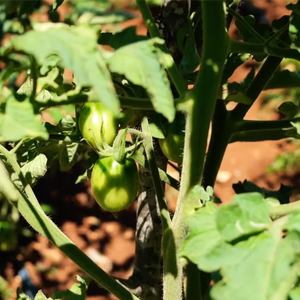 OPG Mirjana Bezbradica