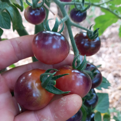 Cherry