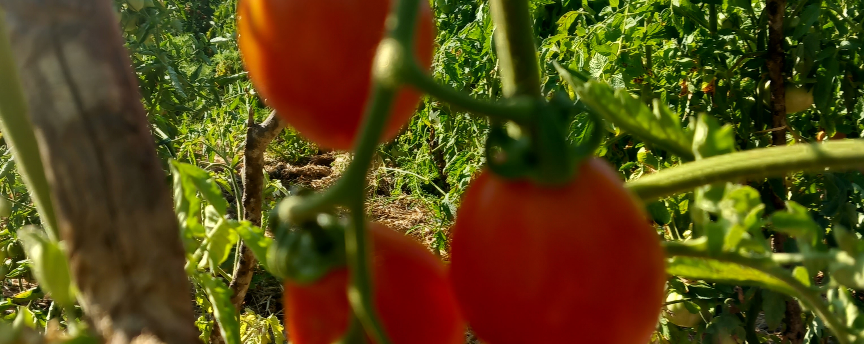 Cherry thumbnail 3