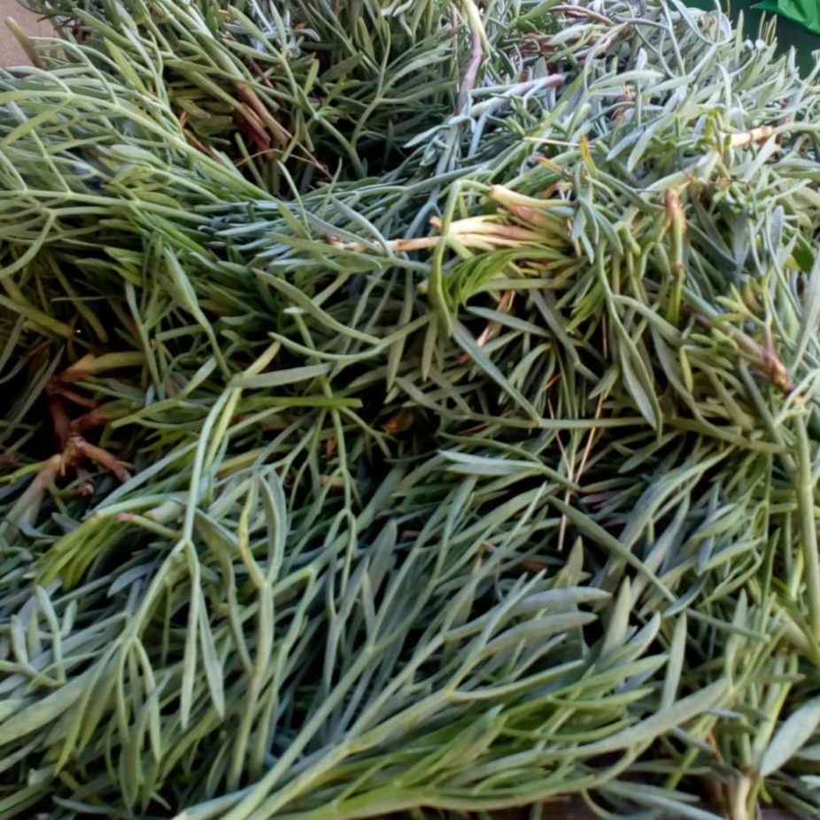 u kvasini thumbnail 3