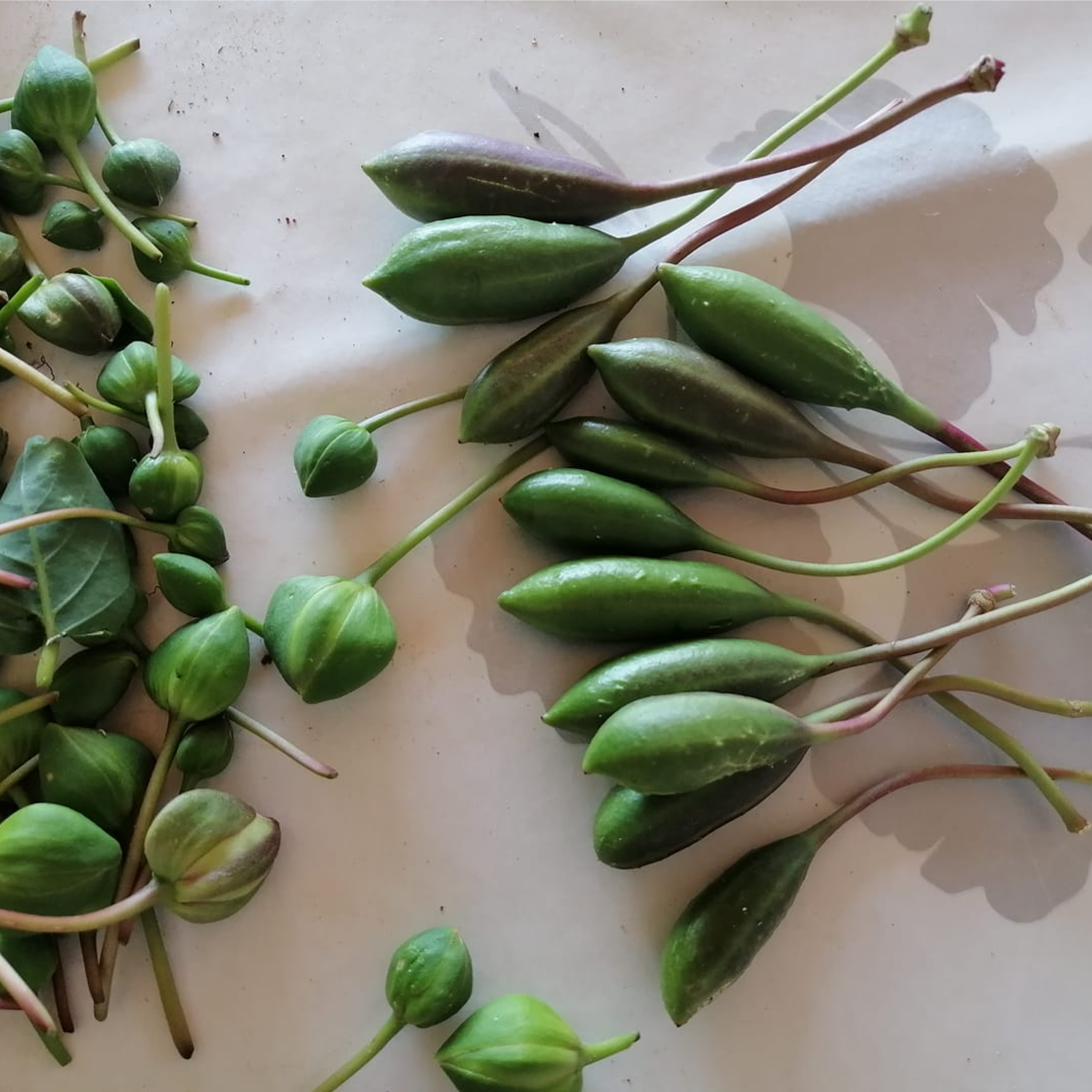 u kvasini thumbnail 2