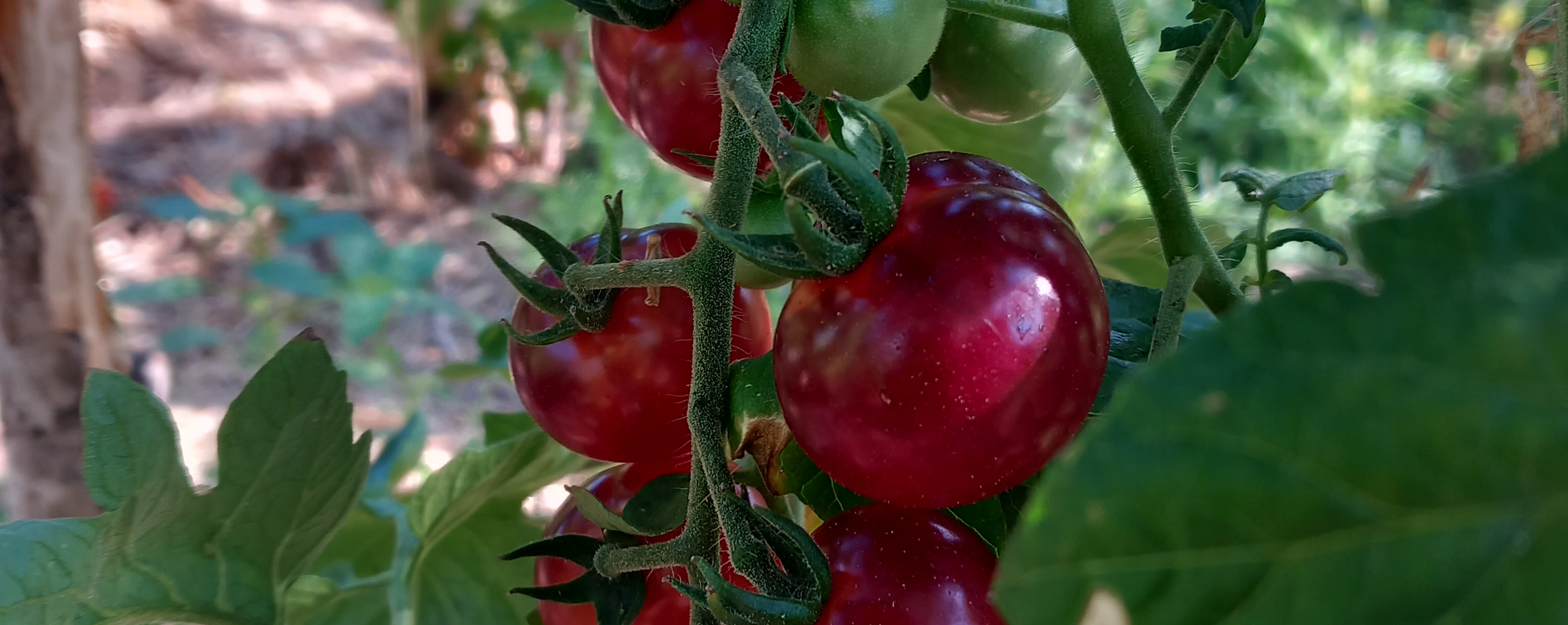 Cherry thumbnail 3