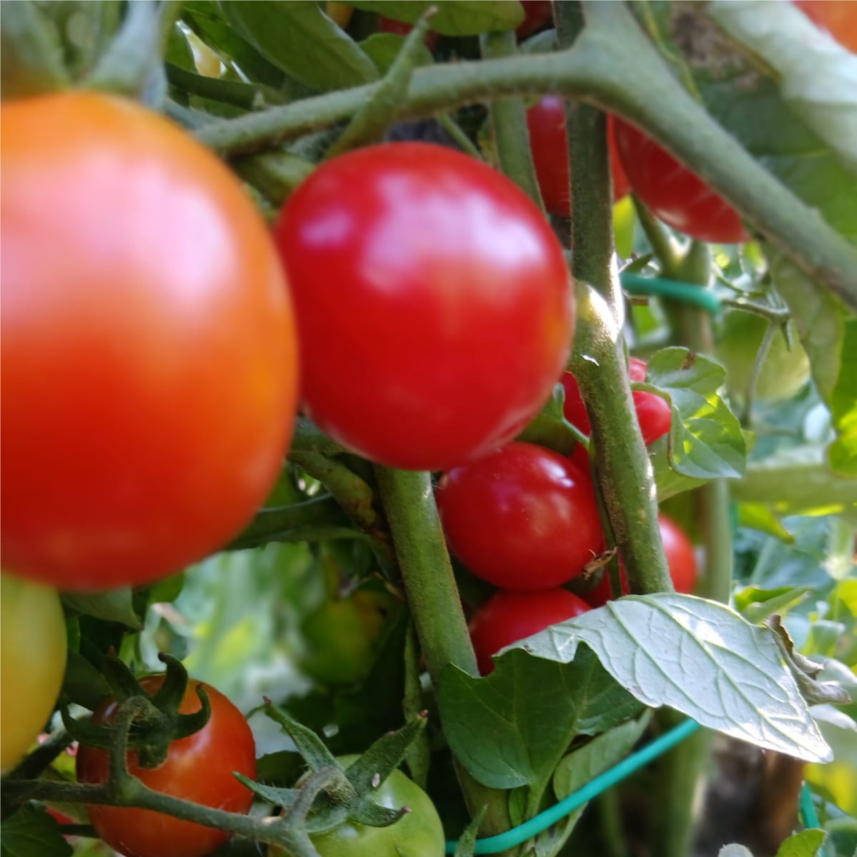 Cherry thumbnail 6