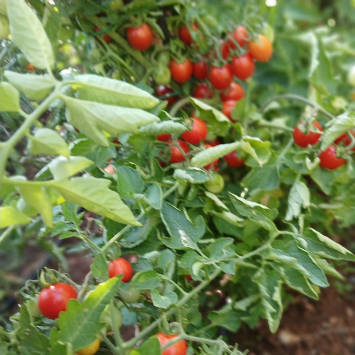 Cherry thumbnail 5