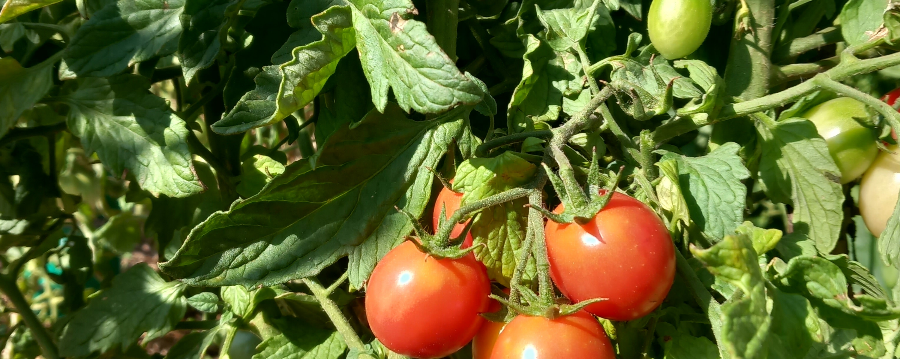 Cherry thumbnail 5