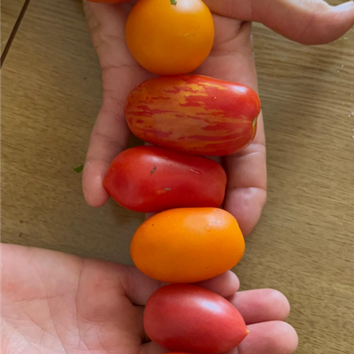 Cherry