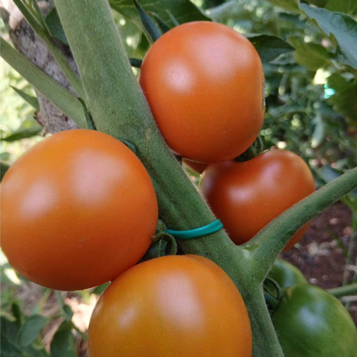 Cherry thumbnail 9