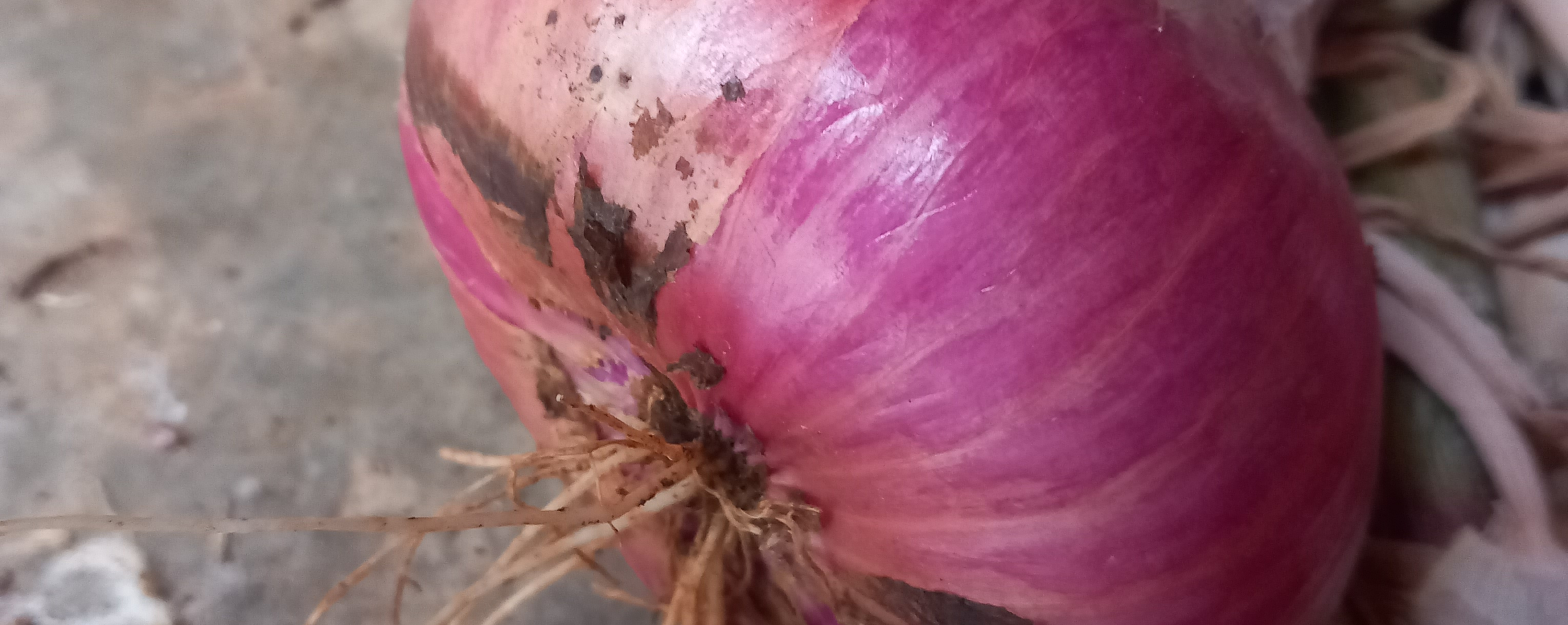 Crni, sorta Ptujski - Image 1