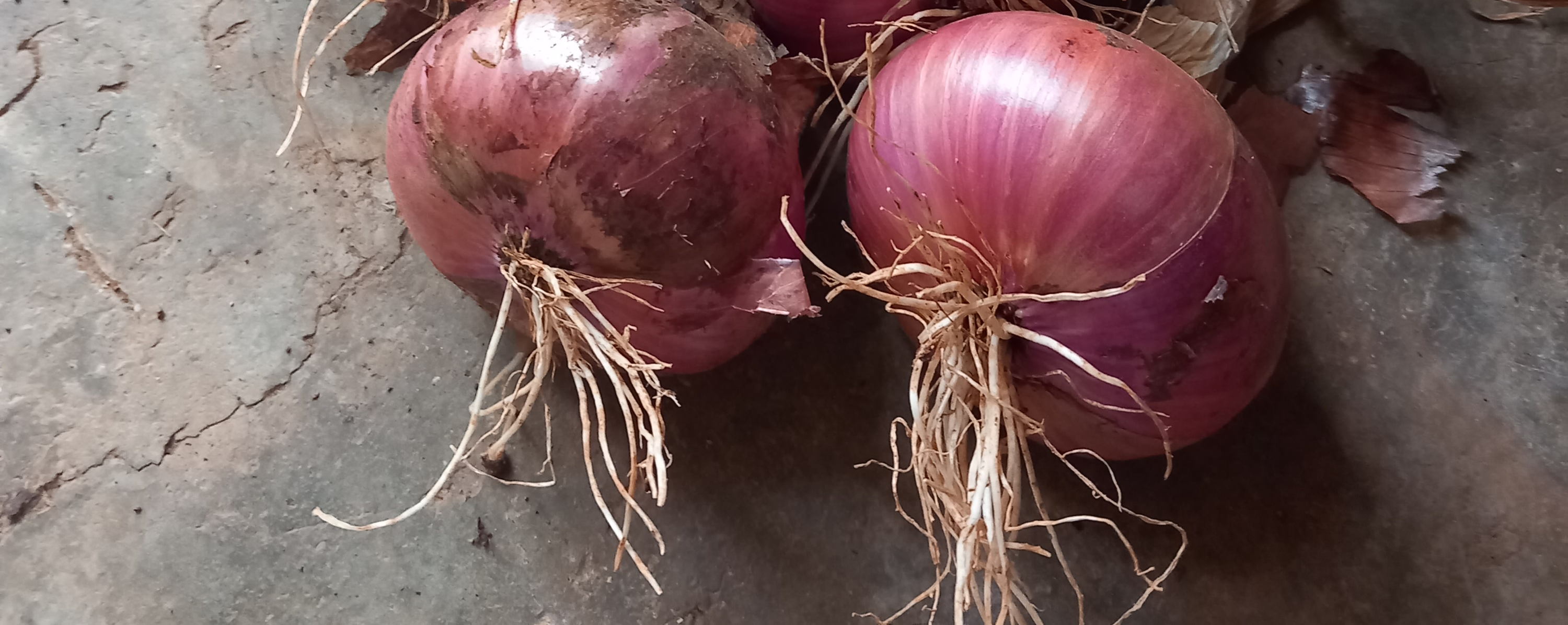 Crni, sorta Ptujski thumbnail 2