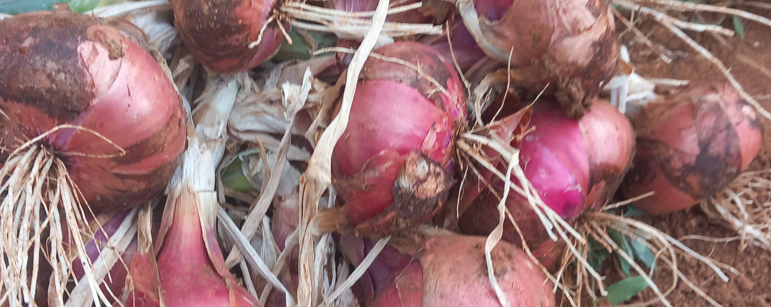 Crni, sorta Ptujski thumbnail 3