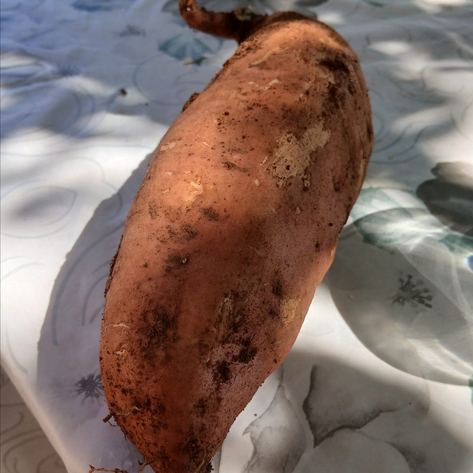 Sweet Potato - Red - Image 1