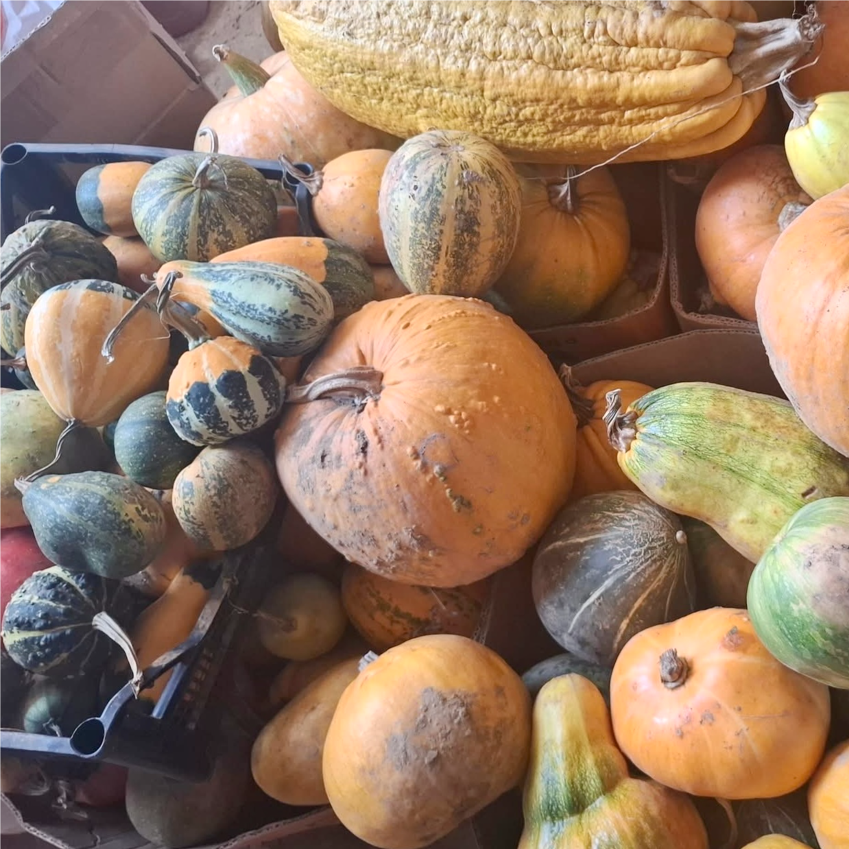 razne sorte - Image 1