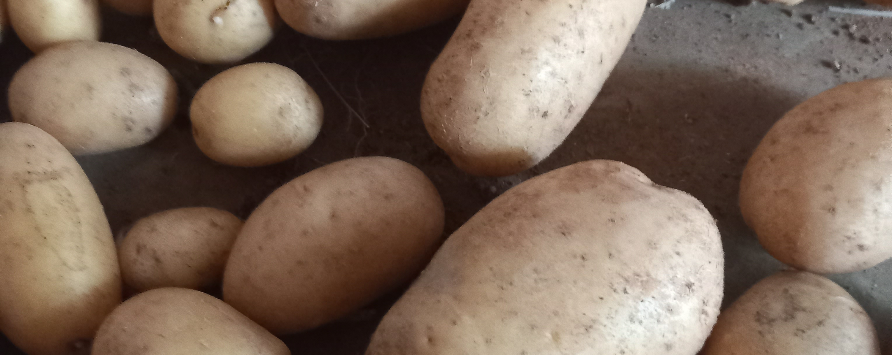 Bijeli, sorta Monaliza - Image 1