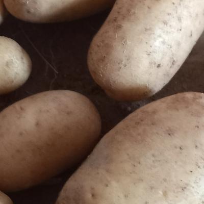 Bijeli, sorta Monaliza