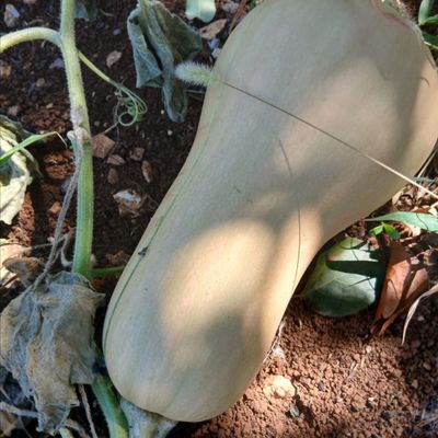 Butternut