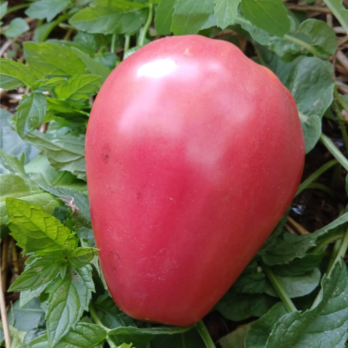 Various heirloom varieties thumbnail 6