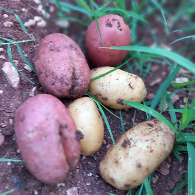 Red Potatoes, Laura Variety