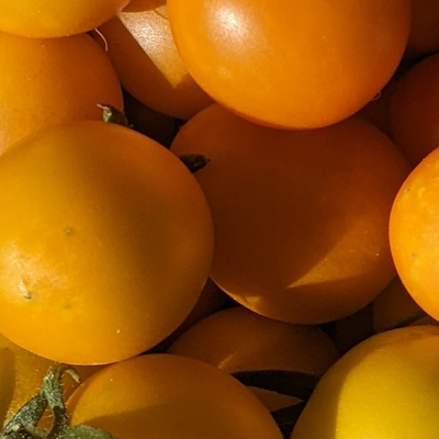 Cherry rajčice - Bio