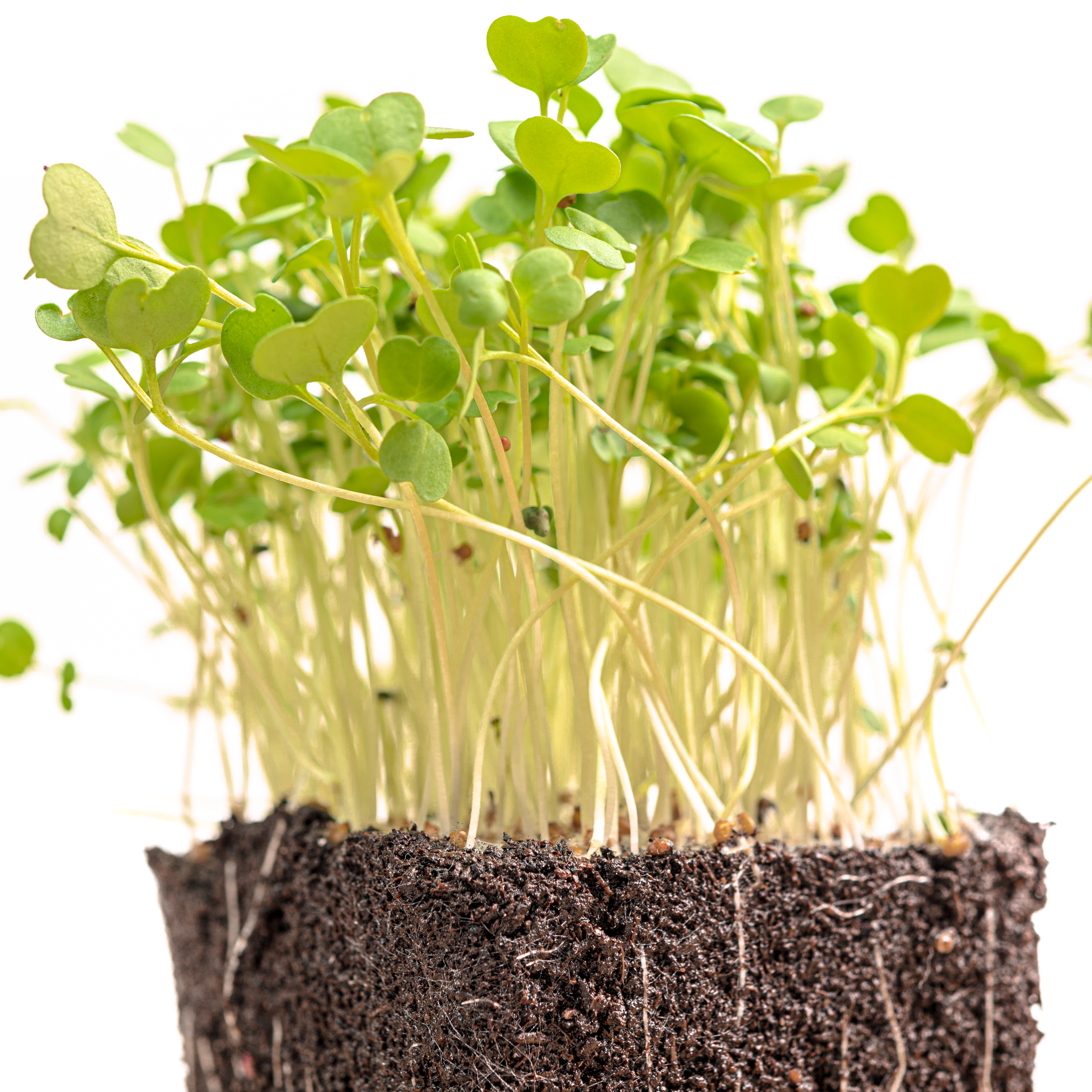 Arugula - Image 1