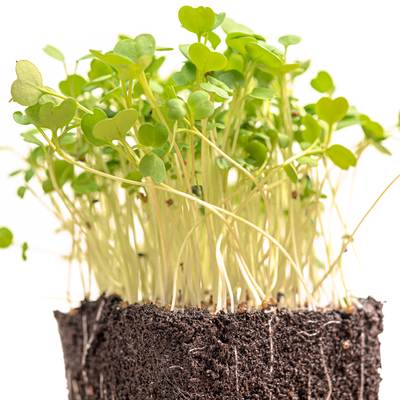 Arugula