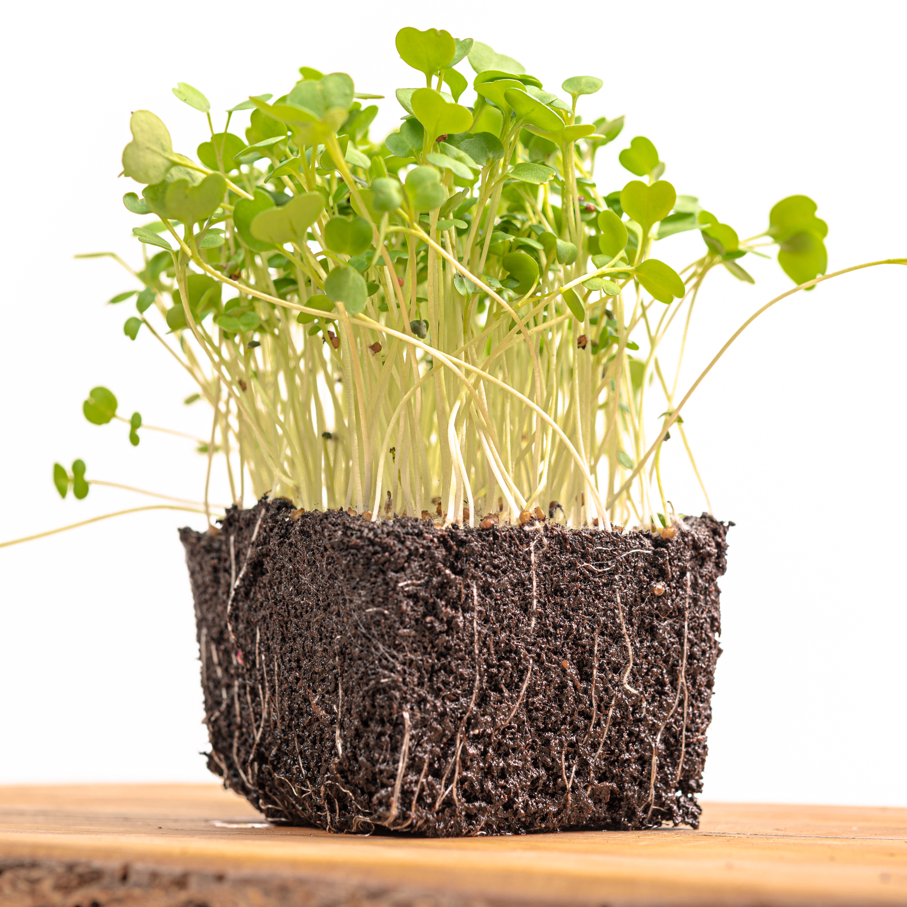 Arugula thumbnail 2