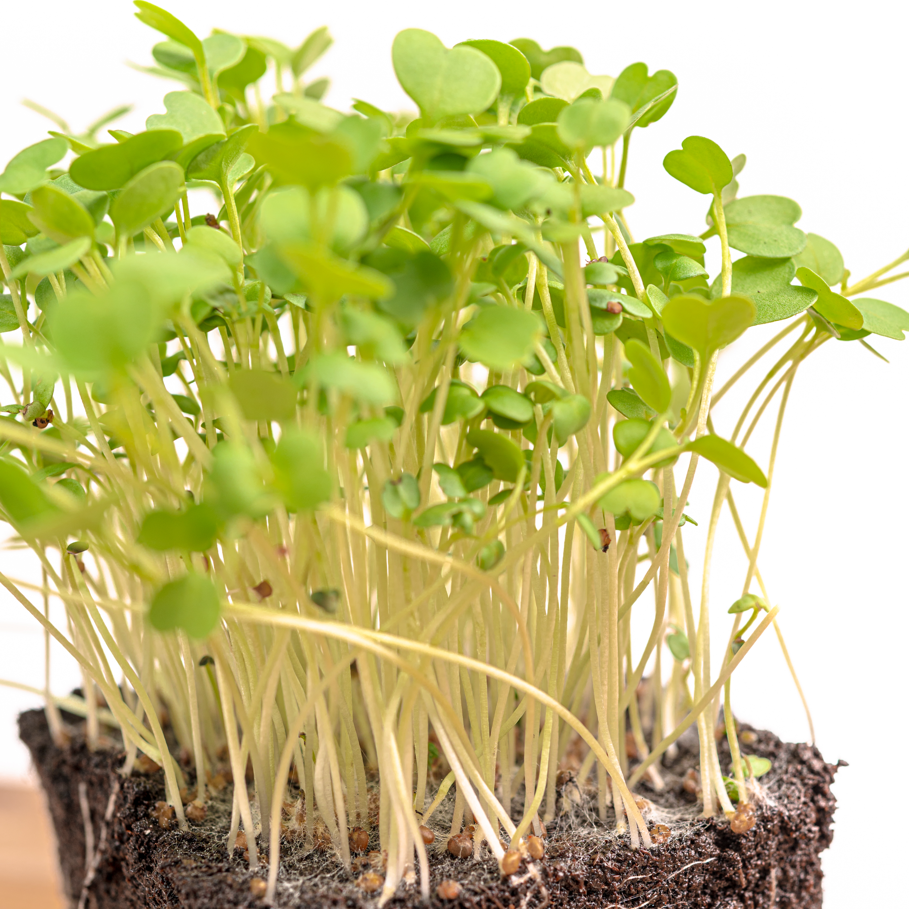 Arugula thumbnail 3