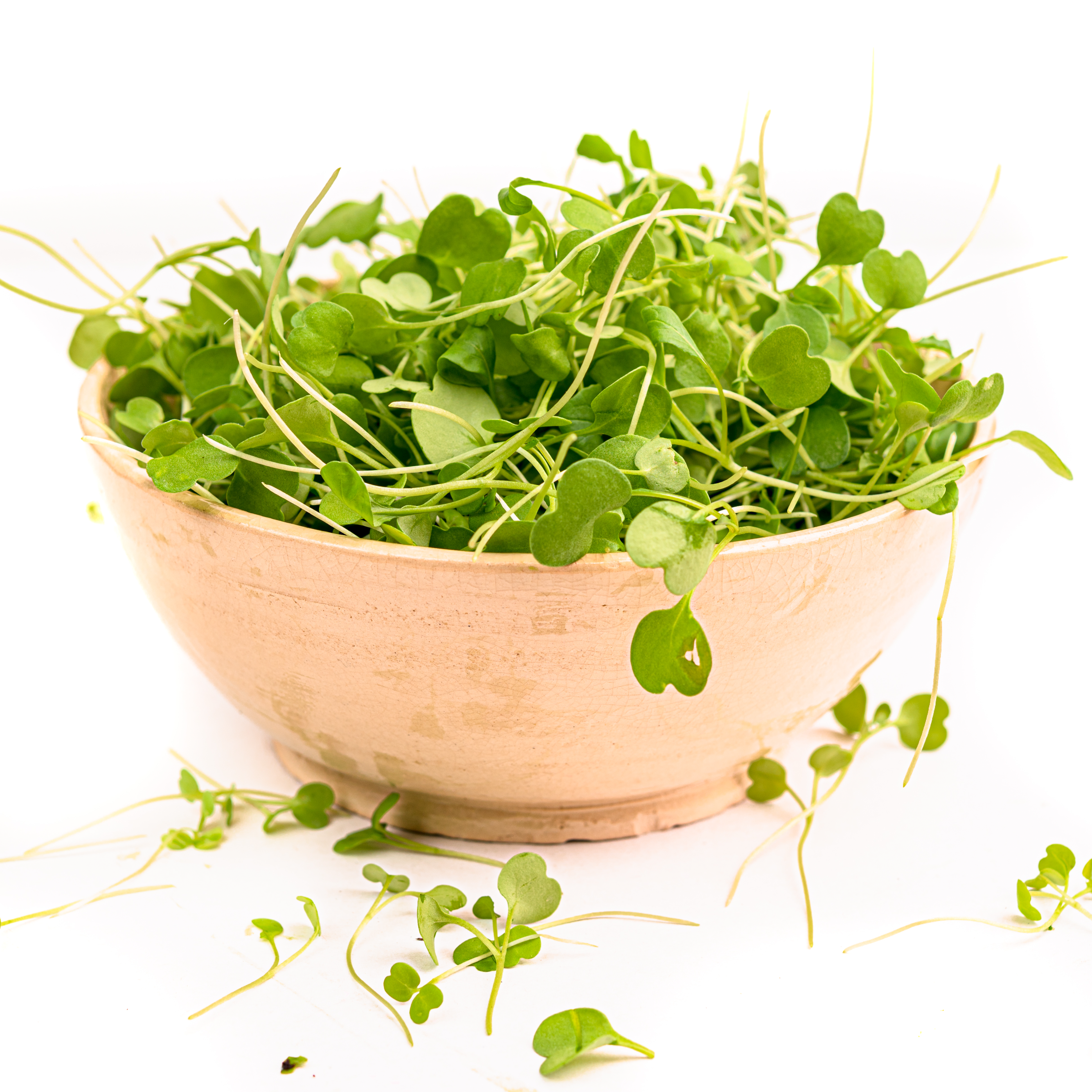 Arugula thumbnail 4
