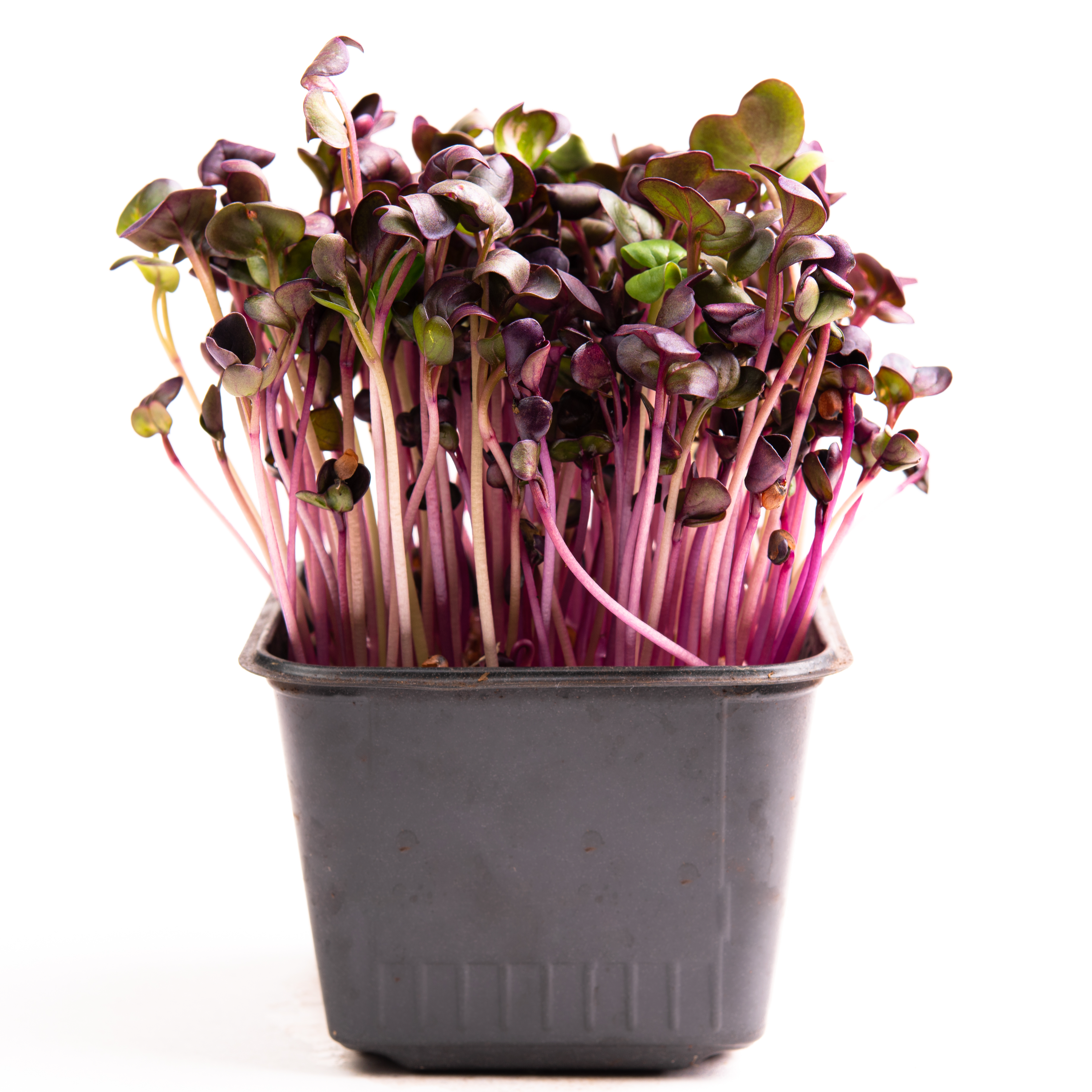 Red Radish - Image 1