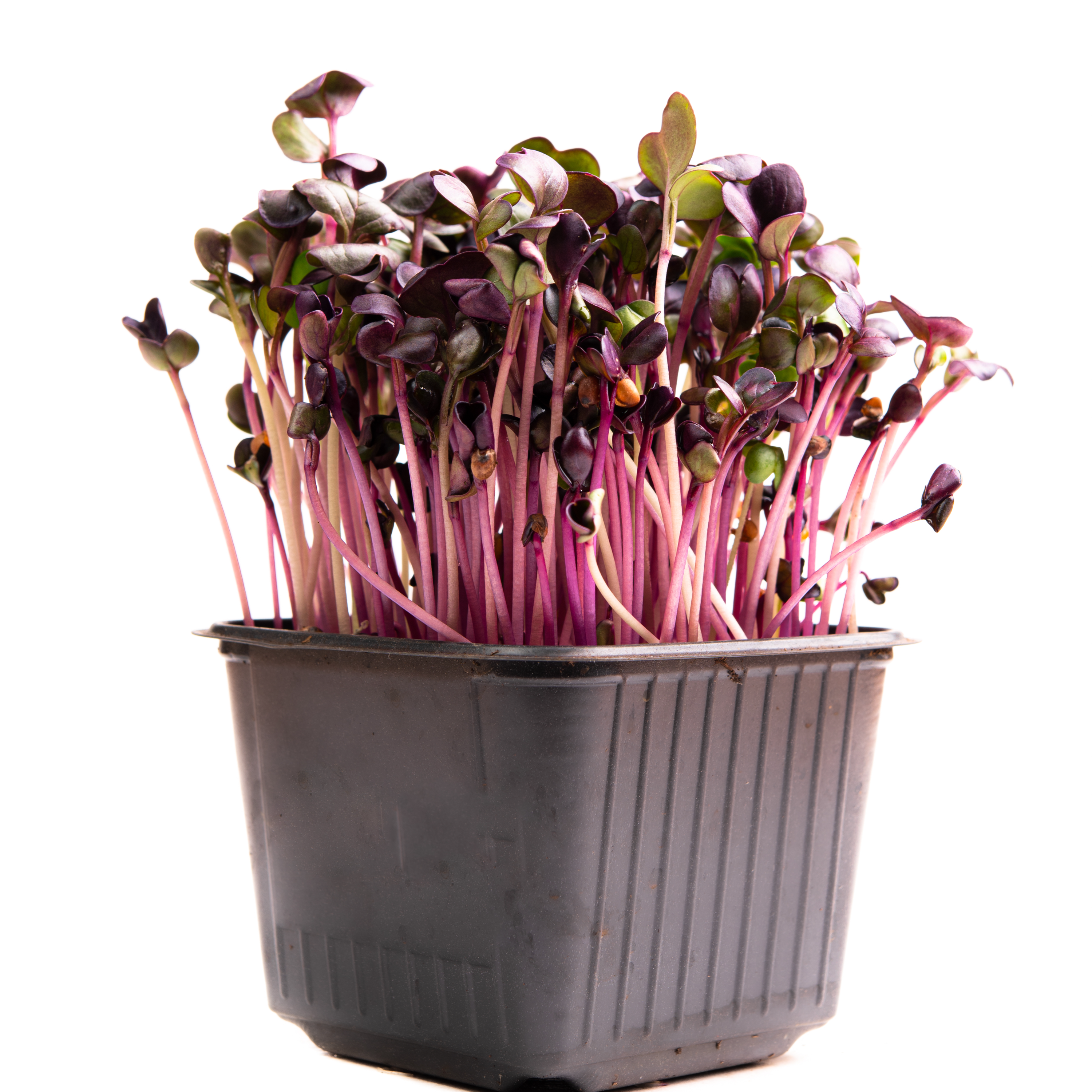 Red Radish thumbnail 2
