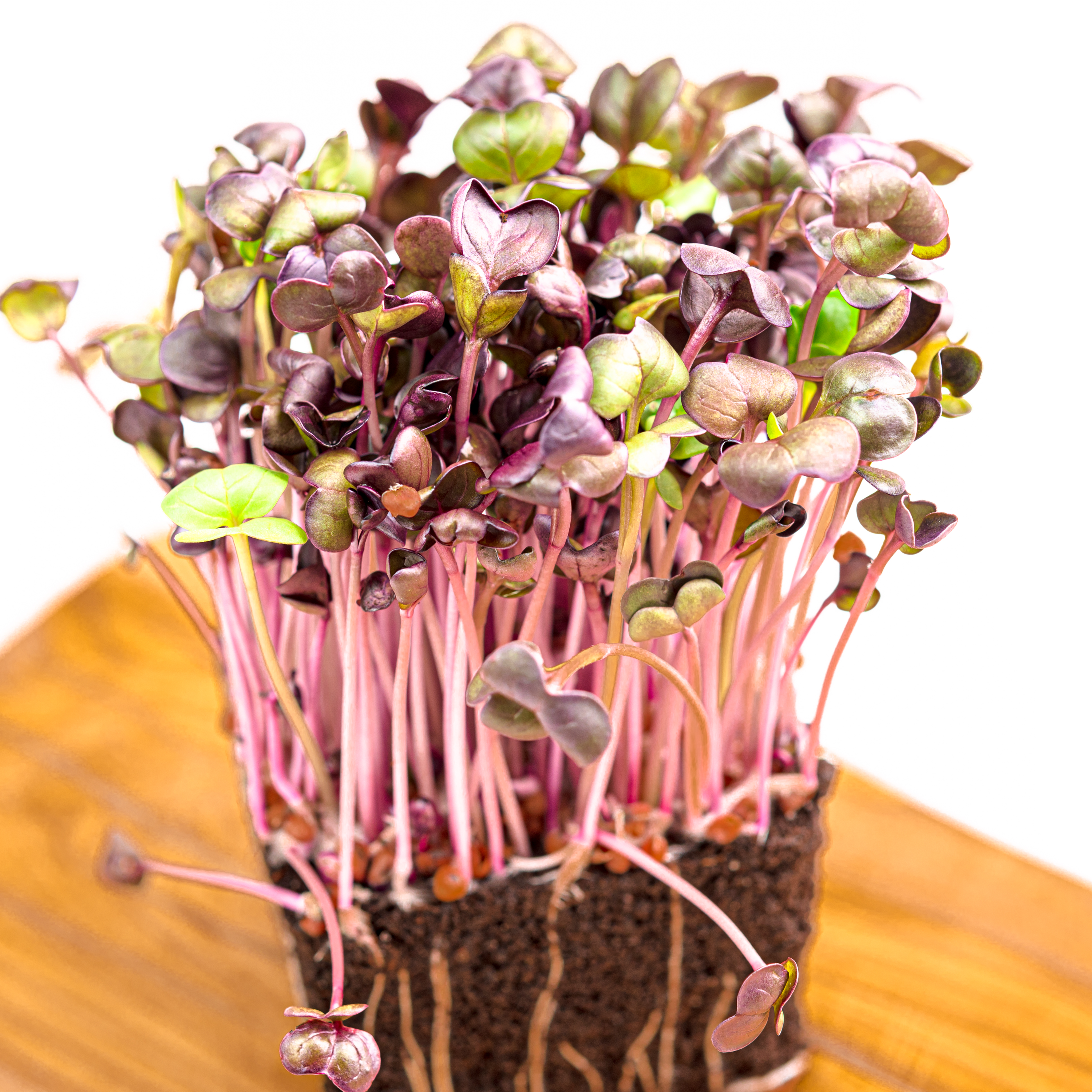 Red Radish thumbnail 4
