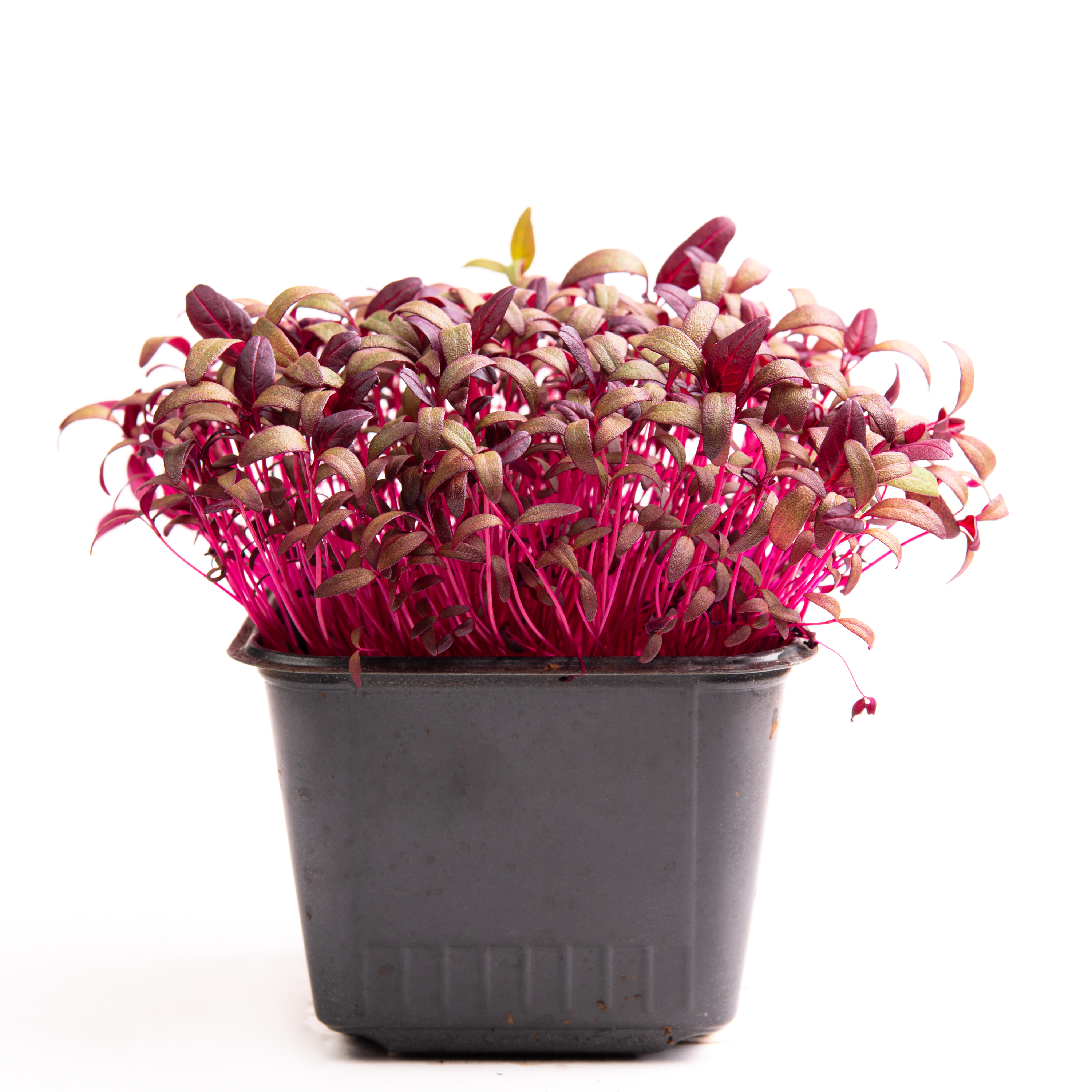 Red Amarant - Image 1