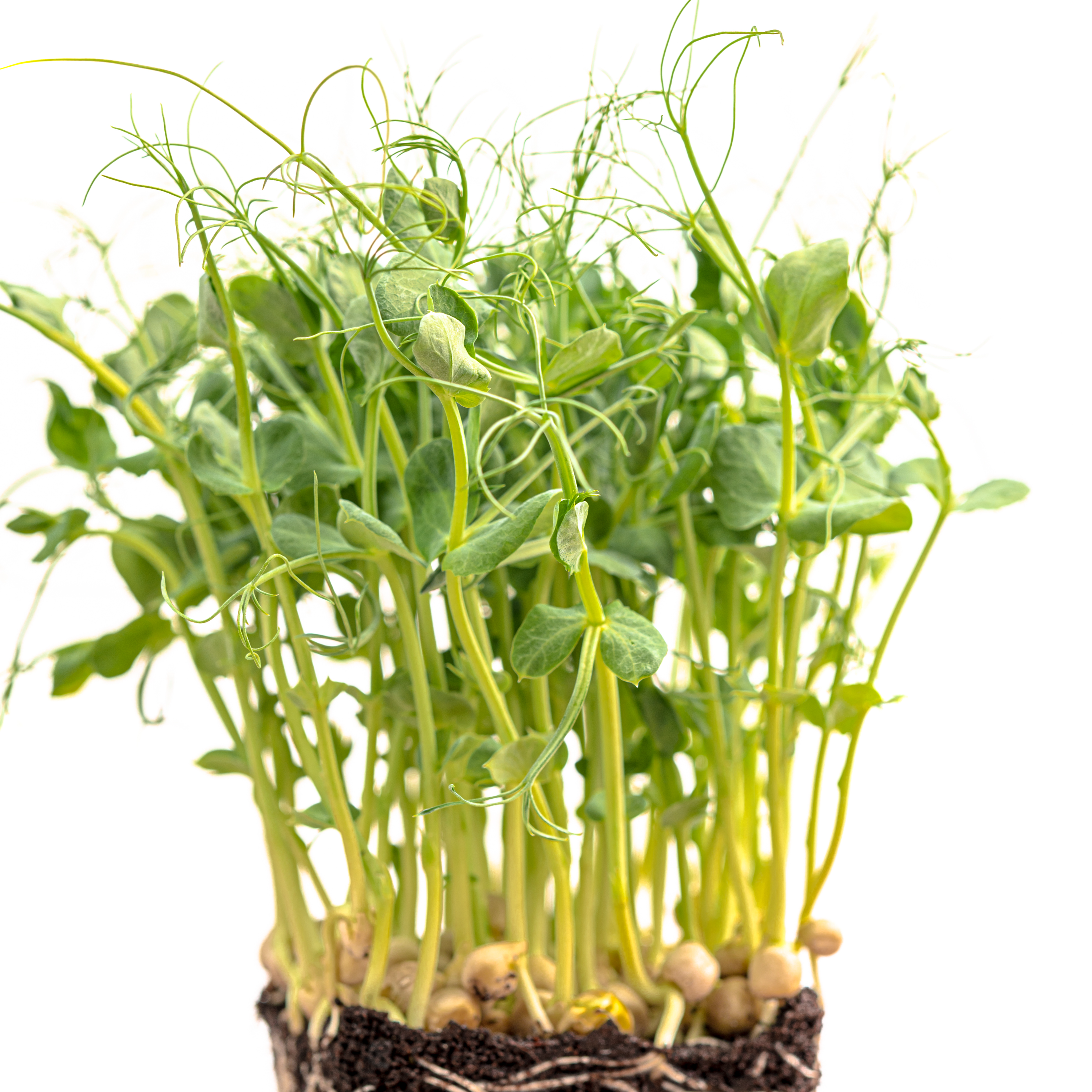 Pea Sprouts - Image 1
