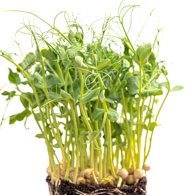 Pea Sprouts