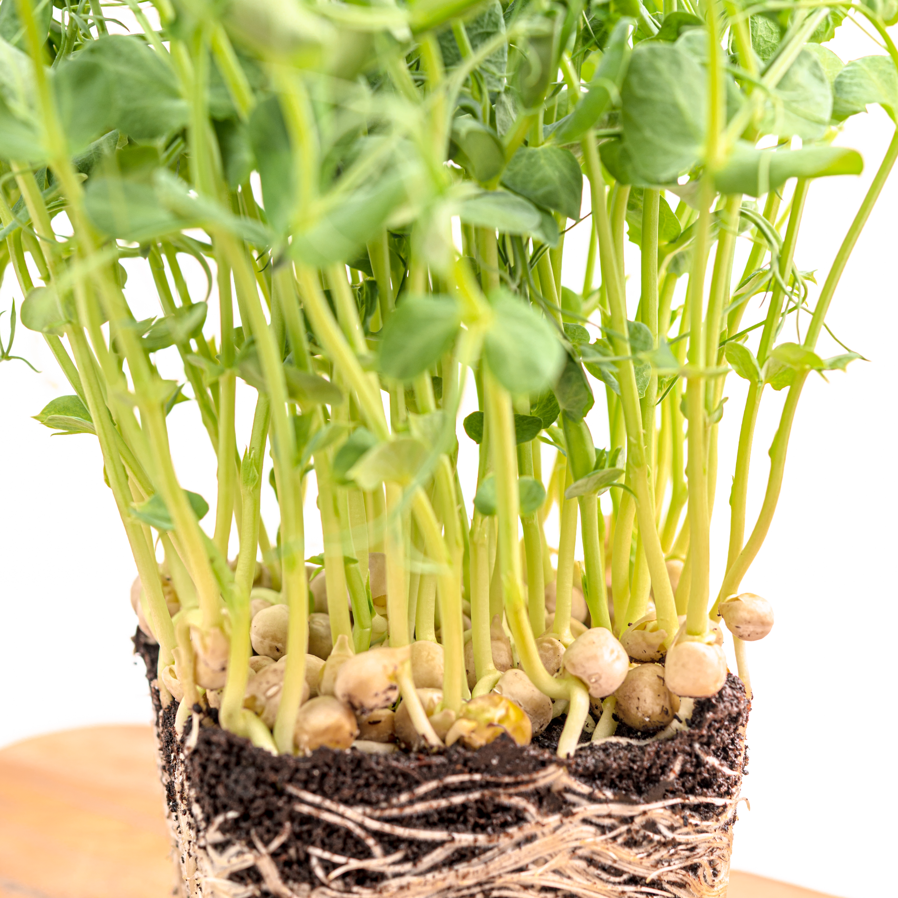 Pea Sprouts thumbnail 2