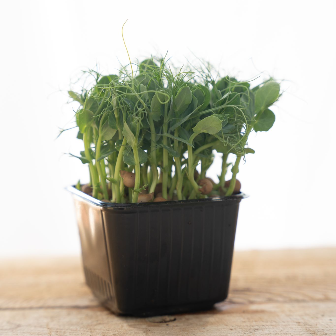 Pea Sprouts thumbnail 3