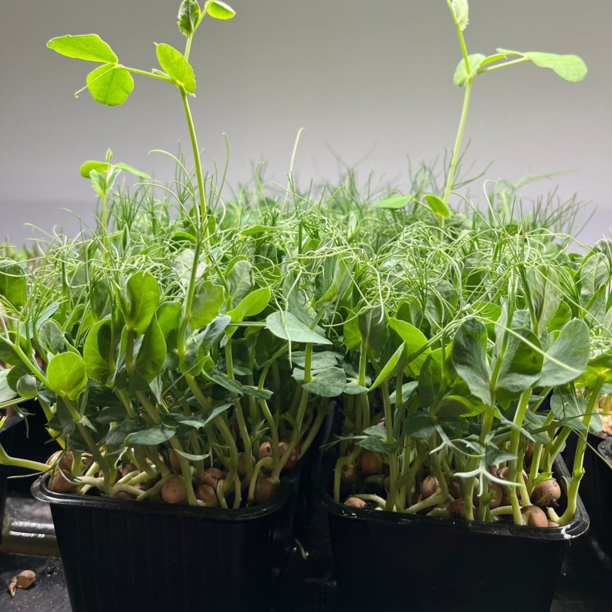 Pea Sprouts thumbnail 4