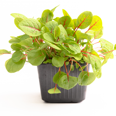 Red Veined Sorrel