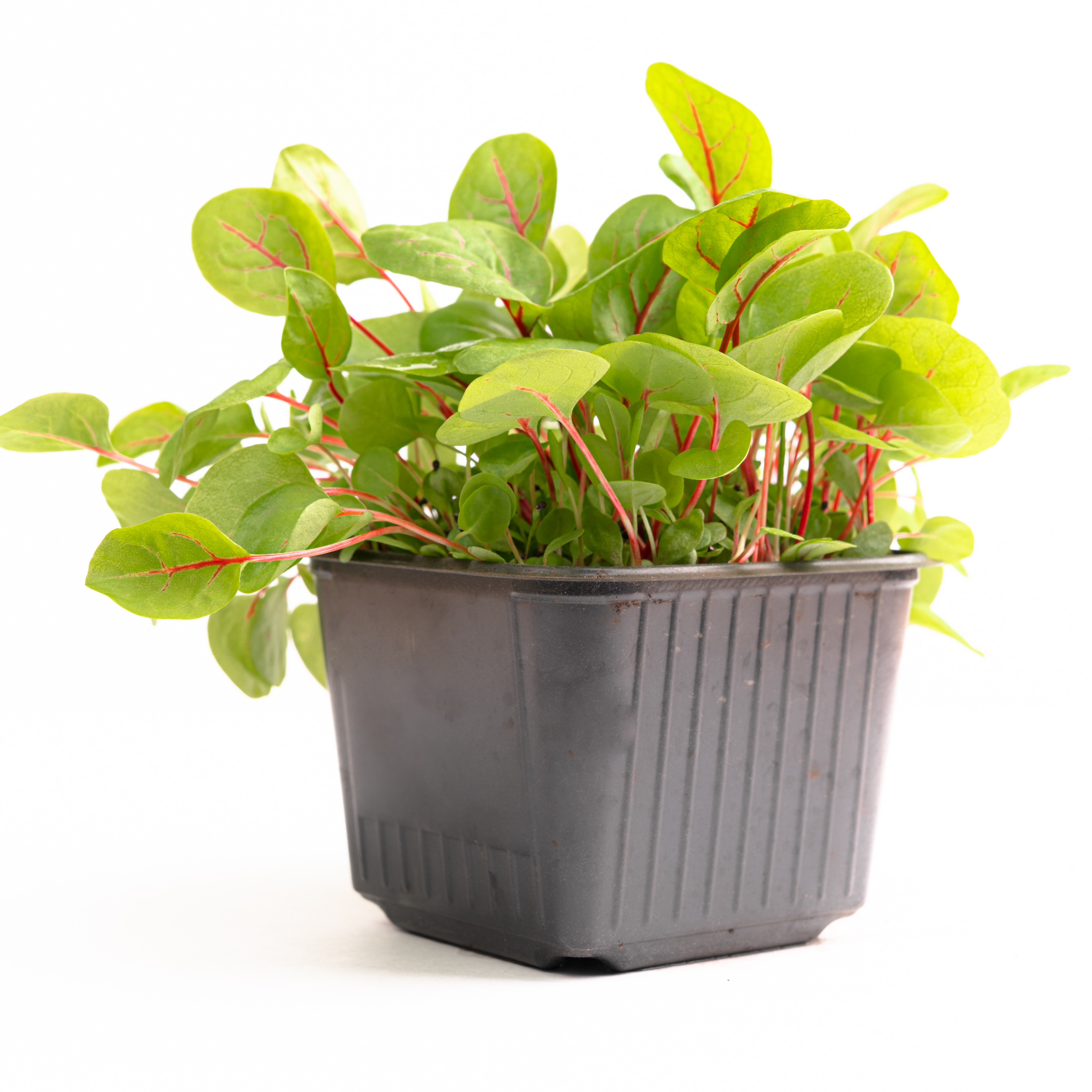 Red Veined Sorrel thumbnail 2