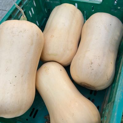 Butternut