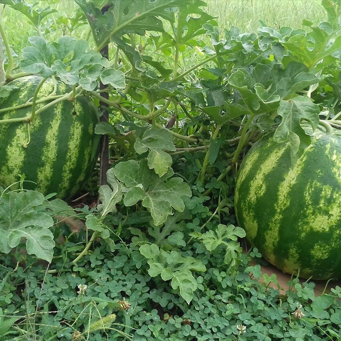  - Image 1