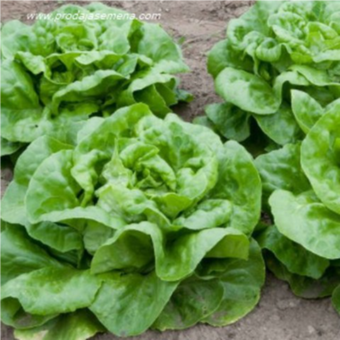 Zelena puterica - Image 1