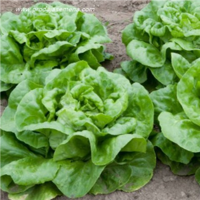 Zelena puterica