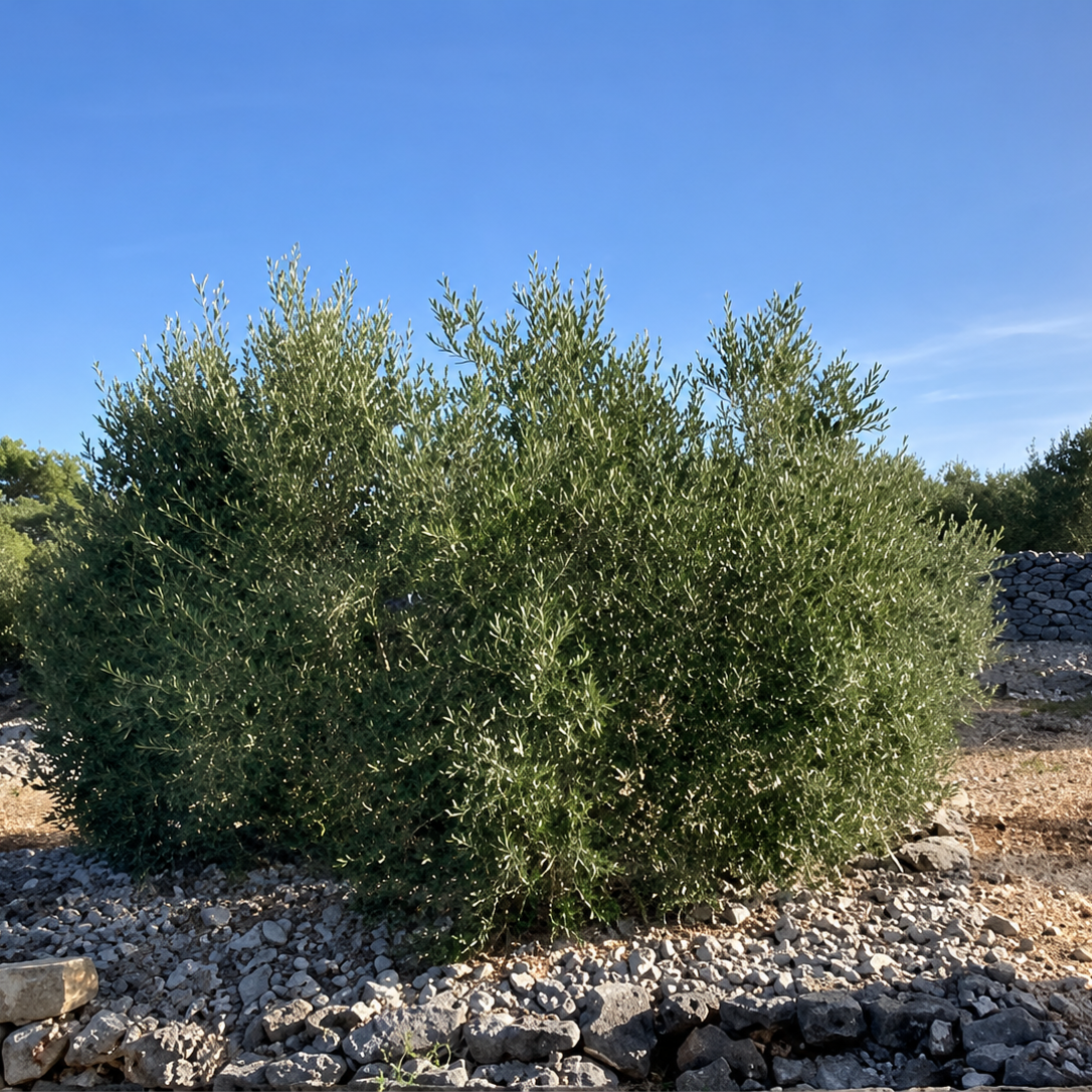  - Image 1