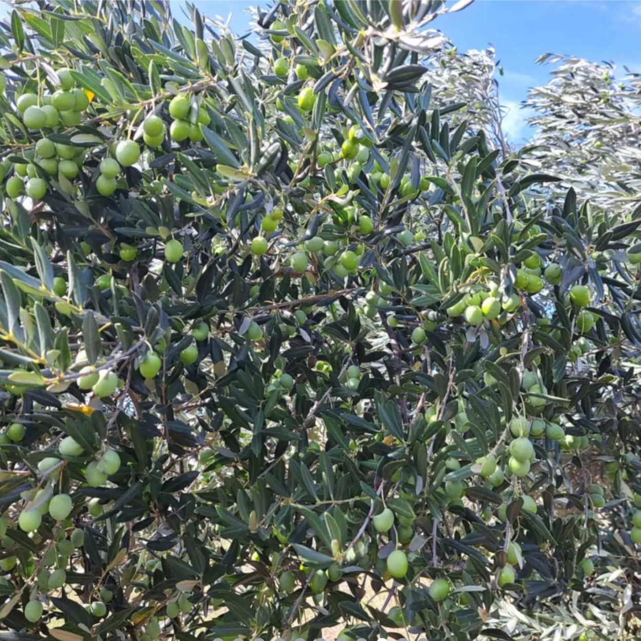 Premijum Oblica i Krvavica thumbnail 4