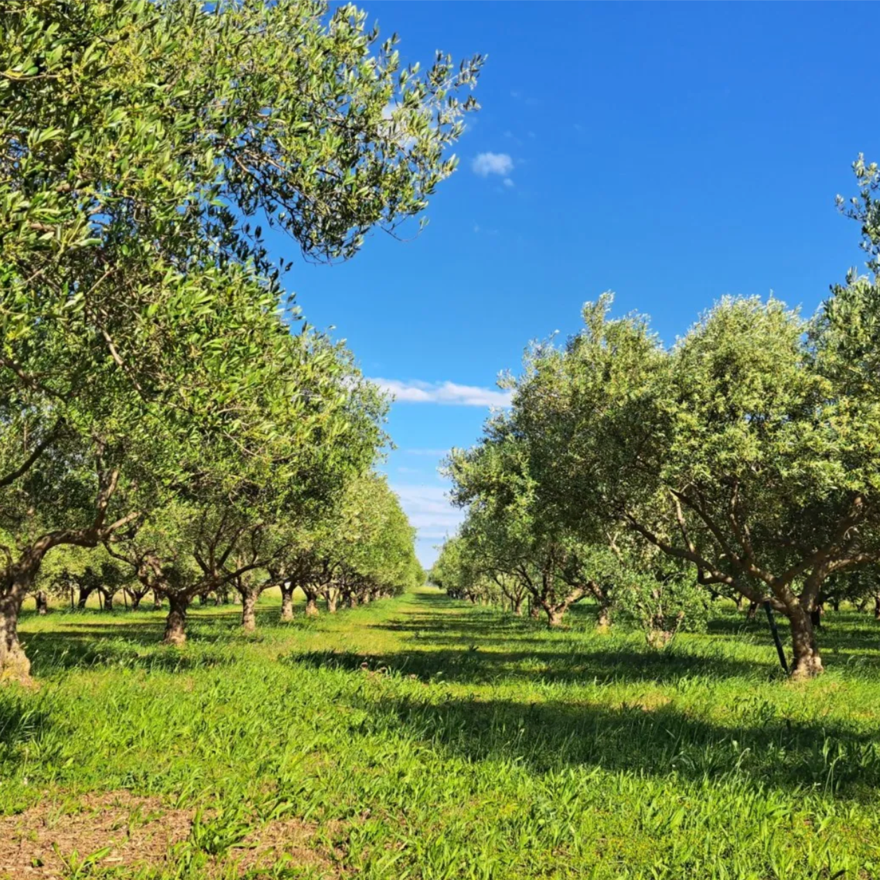 Premijum Oblica i Krvavica thumbnail 6