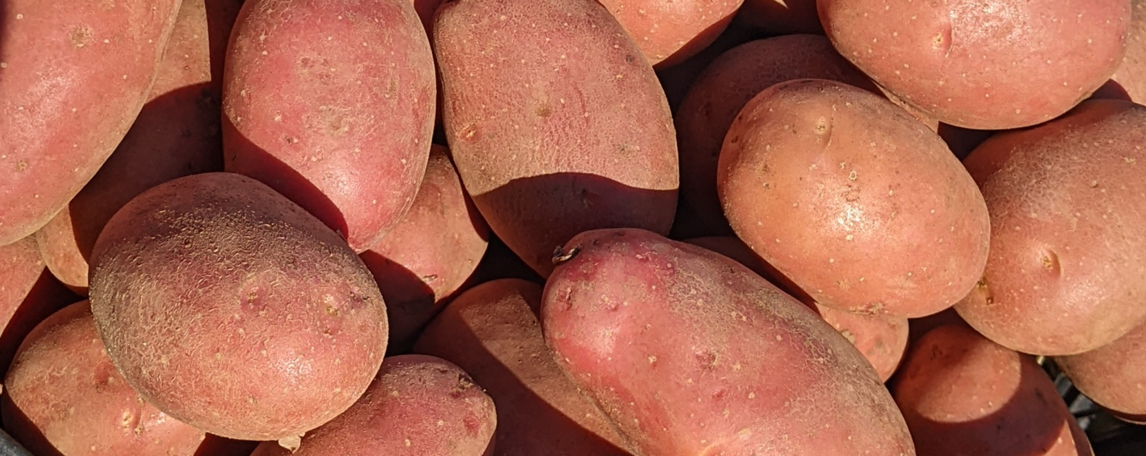 Crveni - Bio - Image 1