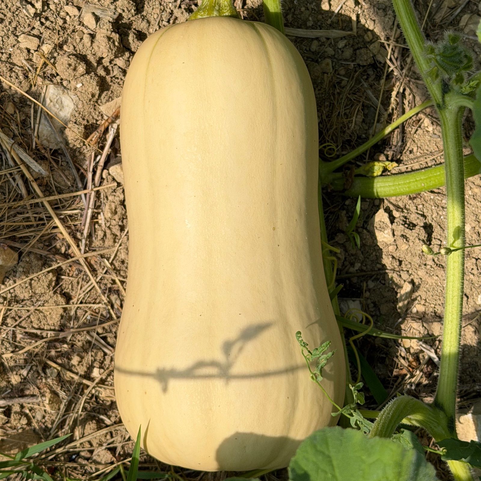 Butternut - Image 1