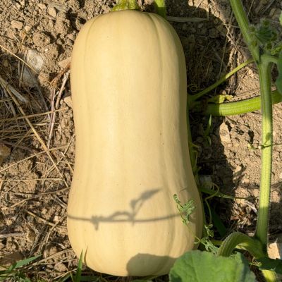 Butternut