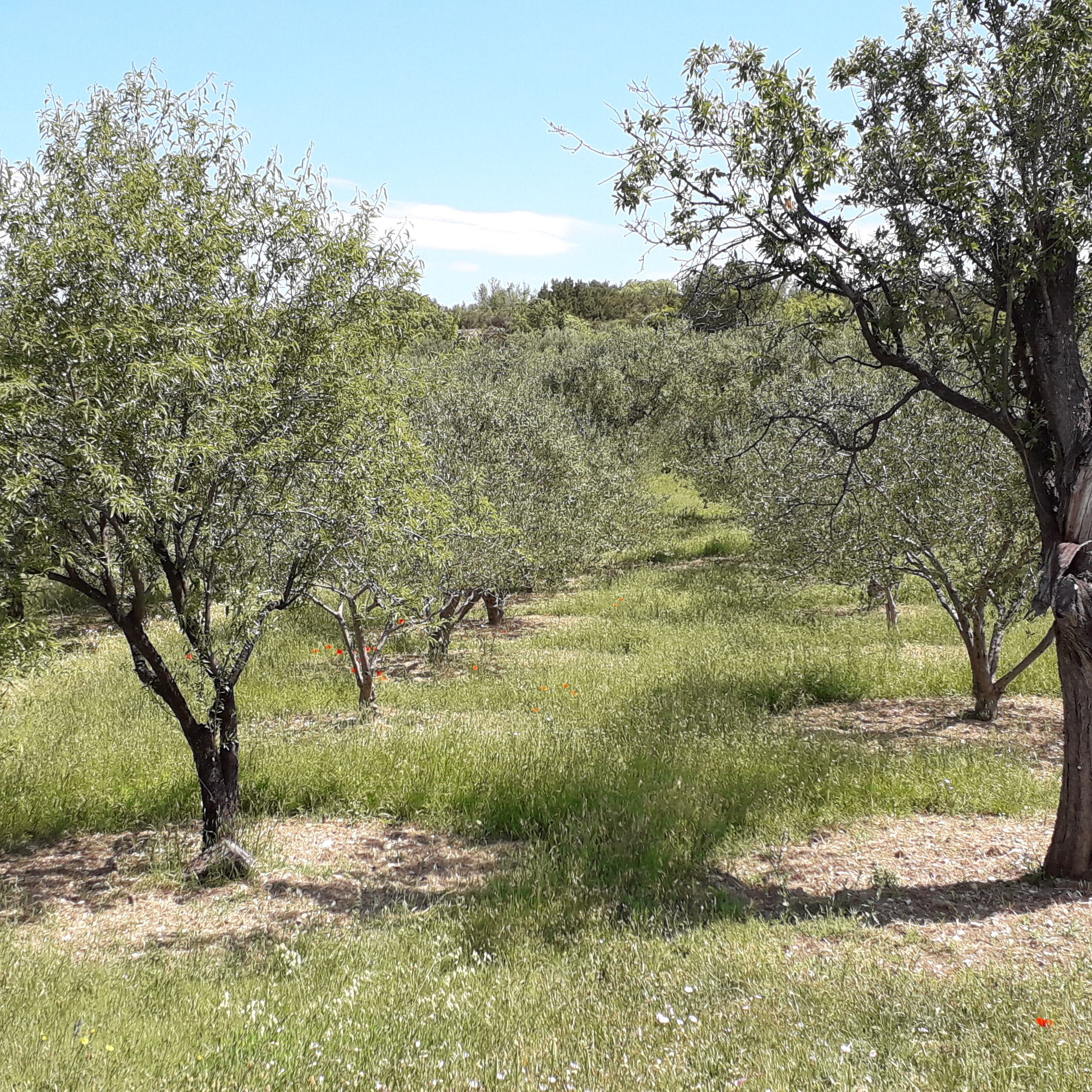 Maslinovo ulje thumbnail 7